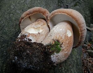 Klikni pro velký obrázek