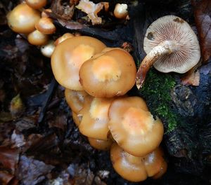 Klikni pro velký obrázek