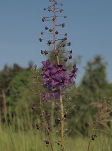 Divizna brunátná (Verbascum phoeniceum L.)