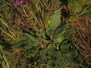 Divizna brunátná (Verbascum phoeniceum L.)