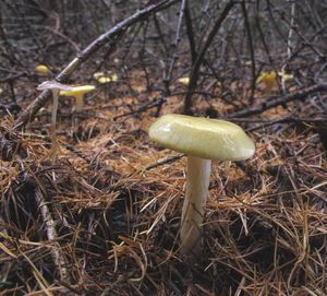 Klikni pro velký obrázek