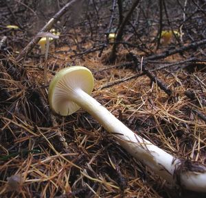 Klikni pro velký obrázek