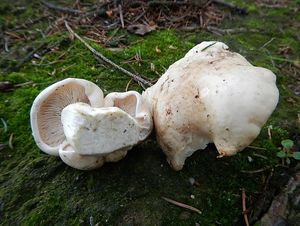 Klikni pro velký obrázek