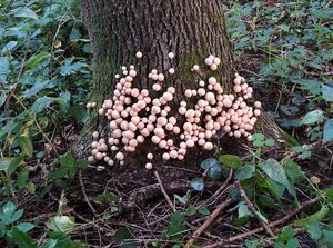 Klikni pro velký obrázek