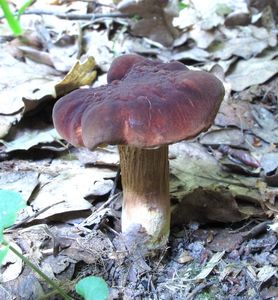 Klikni pro velký obrázek