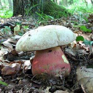 Klikni pro velký obrázek