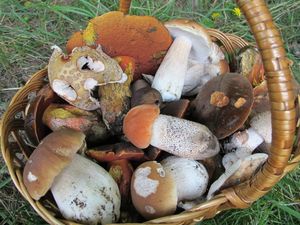 Klikni pro velký obrázek