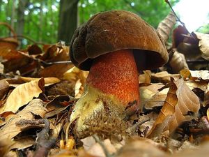 Klikni pro velký obrázek