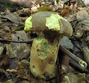 Klikni pro velký obrázek