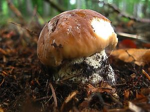 Klikni pro velký obrázek