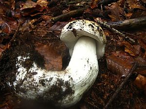 Klikni pro velký obrázek