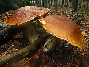 Klikni pro velký obrázek