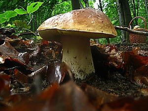 Klikni pro velký obrázek