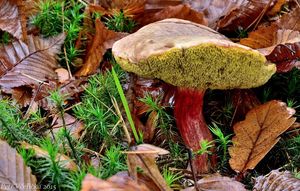 Klikni pro velký obrázek