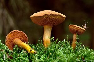 Klikni pro velký obrázek