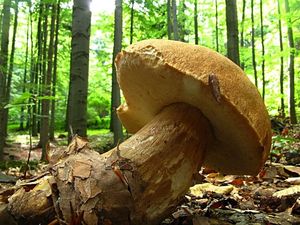 Klikni pro velký obrázek