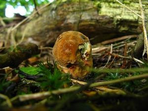 Klikni pro velký obrázek