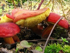 Klikni pro velký obrázek