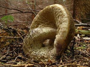 Klikni pro velký obrázek