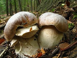 Klikni pro velký obrázek