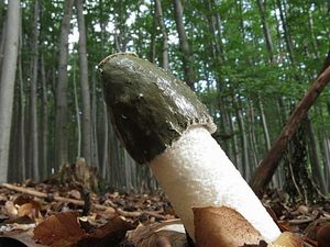 Klikni pro velký obrázek