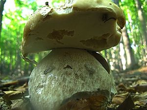 Klikni pro velký obrázek