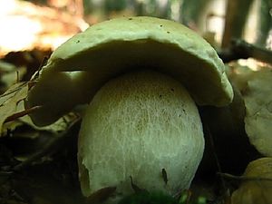 Klikni pro velký obrázek