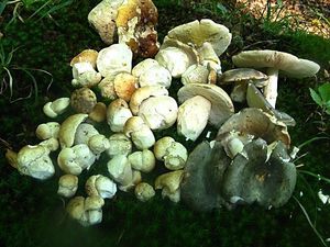 Klikni pro velký obrázek