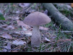 Klikni pro velký obrázek