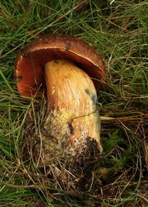 Klikni pro velký obrázek