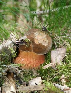 Klikni pro velký obrázek