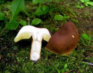 Klikni pro velký obrázek