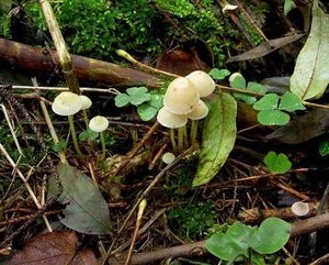 Klikni pro velký obrázek