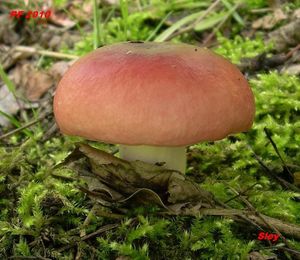 Klikni pro velký obrázek