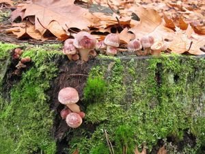 Klikni pro velký obrázek