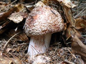 Klikni pro velký obrázek