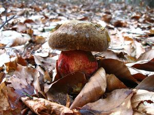 Klikni pro velký obrázek