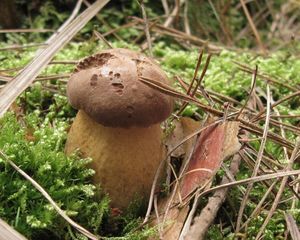 Klikni pro velký obrázek