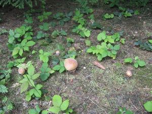 Klikni pro velký obrázek