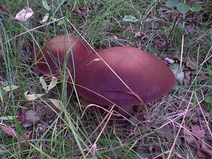 Klikni pro velký obrázek