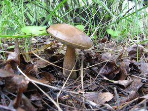 Klikni pro velký obrázek