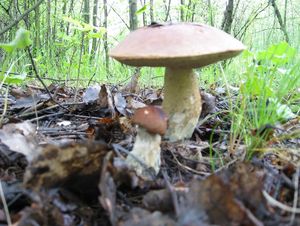 Klikni pro velký obrázek