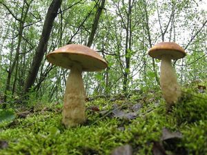 Klikni pro velký obrázek