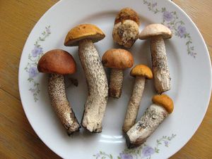 Klikni pro velký obrázek