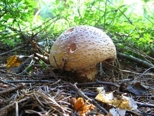 Klikni pro velký obrázek