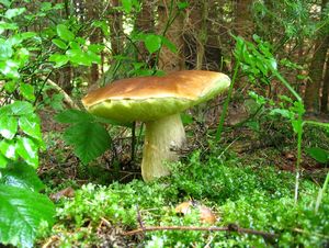 Klikni pro velký obrázek