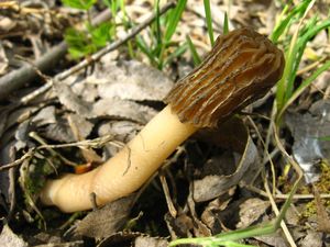 Klikni pro velký obrázek