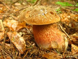 Klikni pro velký obrázek