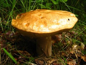 Klikni pro velký obrázek