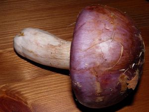 Klikni pro velký obrázek